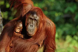 Kalimantan: Orang-Utan (Pongo pygmaeus) in Tanjung Putting national