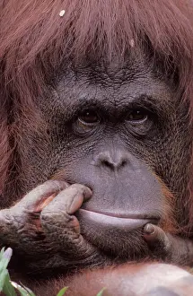 Anthropomorphic: Orang Utan - Portrait of a male, holding his mouth