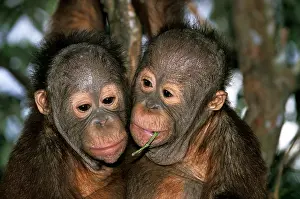 Indonesian: Orang Utan, Portrait of Youngs with Funny Face