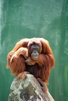Maureen Brown: Orang-utan - on rock