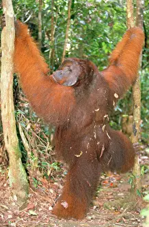 Backview: ORANG-UTAN - STANDS BACKVIEW