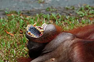 Utan: Orang-Utan in Tanjung Puting National Park, Central-Kalimant