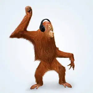 Utans: Orang utan wearing headphones dancing