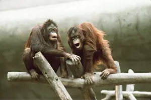 Apes: Orang-utan - x two juveniles communicating
