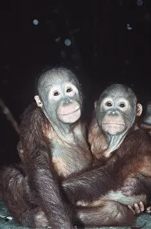 Utan: Orang-utan - x two juveniles, cuddling