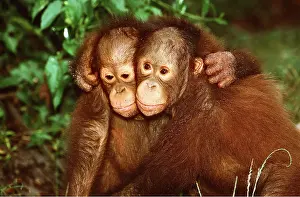 Utan: Orang-utan - x two, young hugging