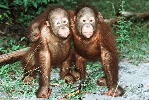 Apes: Orang-utan - x two youngsters cuddling