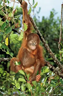Swinging: Orang-utan - young