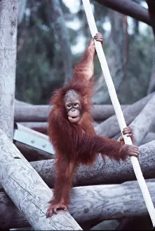 Agility: Orang-utan - young