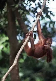 Agility: Orang-utan - young hanging from tree