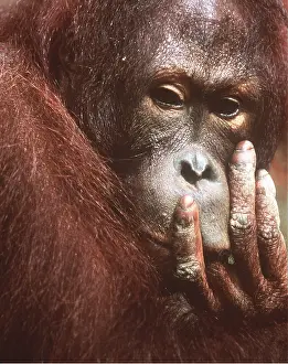 Utan: ORANG-UTAN - young male