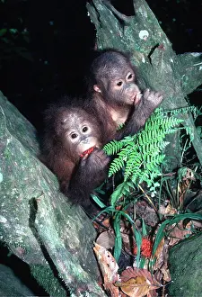 Utan: ORANG-UTAN - young pair eating