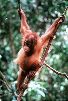 Utan: ORANG-UTAN - Young in tree