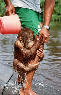 Obedience: Orang-utan - young being washed, hugging man's leg