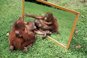 Mirrors: ORANG-UTANS - adult and young looking at reflection