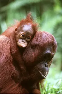 Neck: ORANG-UTANS - baby on neck