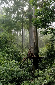 Fascicularis: Orang-Utans and Long-tailed / Crab-eating macaques