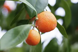 Barcelona: Orange