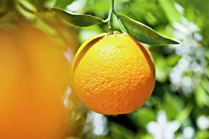 Poise: Orange