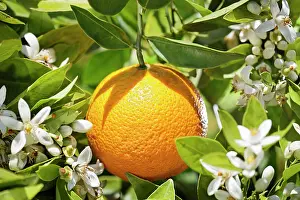 Ordinary: Orange