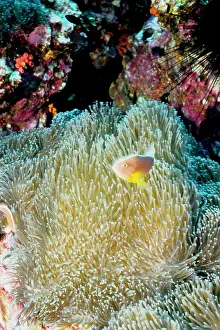 Mertensi: Orange anemonefish in Mertens sea anemone (Stichodactyla