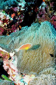 Mertensi: Orange anemonefish in Mertens sea anemone (Stichodactyla