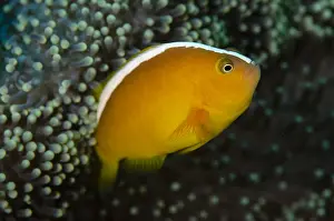 Timor: Orange Anemonefish - in protective Leathery Sea
