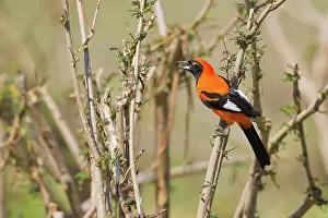 Icterid: Orange-backed Troupial