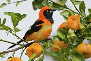Icterid: Orange-backed Troupial