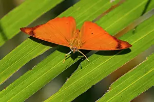 Banners: Orange Banner, butterfly, Los Llanos, Colombia