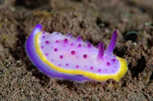 Dash: Orange-barred Mexichromis Nudibranch - Batu Niti