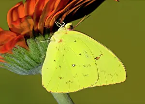 Sulfur: Orange Barred Sulfur Butterfly