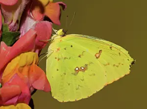 Antennae: Orange Barred Sulfur Butterfly