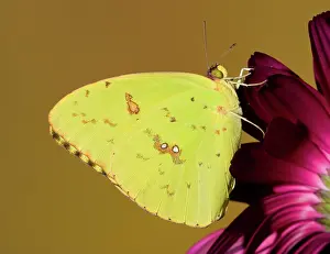 Antennae: Orange Barred Sulfur Butterfly