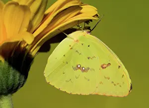 Antennae: Orange Barred Sulfur Butterfly