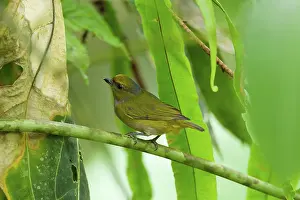 Euphonia: Orange-bellied Euphonia