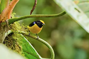 Euphonia: Orange-bellied Euphonia