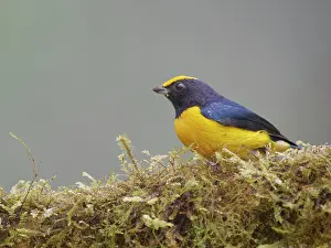 Bellied: Orange Bellied Euphonia Euphonia xanthogaster Ec