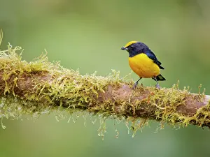 Bellied: Orange Bellied Euphonia Euphonia xanthogaster Ec