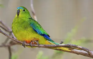 Phillip: Orange-bellied Parrot
