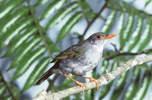 Nightingale: Orange-billed Nightingale-thrush