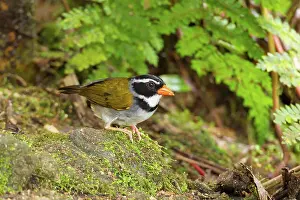 Milpe: Orange-billed Sparrow