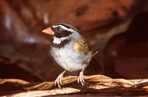 Sparrows: ORANGE BILLED SPARROW