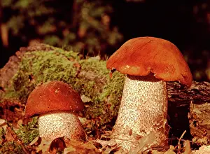 Leccinum: Orange Birch Bolet Fungi