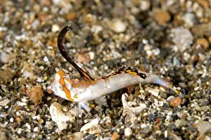 Dragonet: Orange & Black Dragonet juvenile with erect dorsal fin