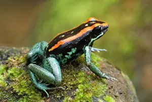 Vittatus: Orange and Black Poison Arrow / Dart Frog