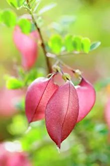 Bladder: Orange Bladder-senna, Colutea arborescens x orientalis, Red