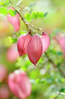 Bladder: Orange Bladder-senna, Colutea arborescens x orientalis, Red