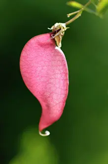 Bladder: Orange Bladder-senna, Colutea arborescens x orientalis, Red