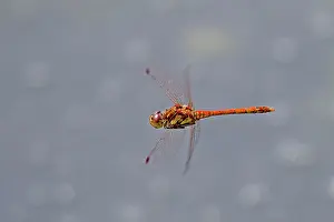 Mark Boulton: Orange-bodied Dragonfly - in flight